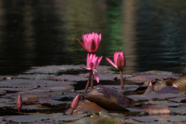池塘里的荷花图片下载