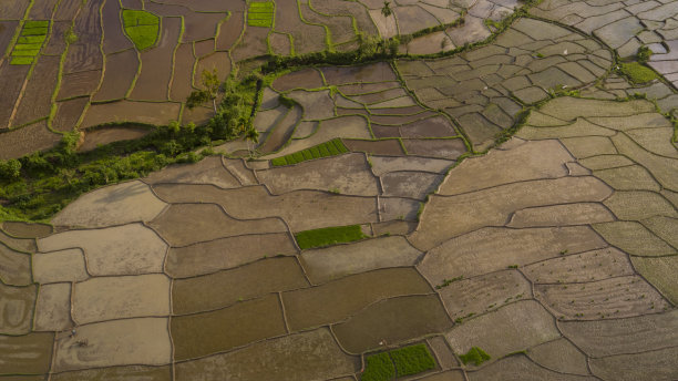 从无人机看稻田-库存照片图片下载