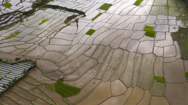 从无人机看稻田-库存照片图片下载