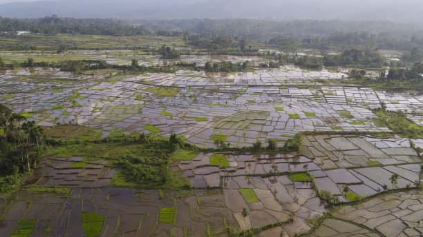 从无人机看稻田-库存照片图片下载