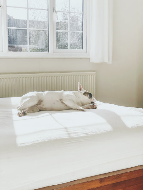 法国斗牛犬喜欢躺在新鲜的被褥上图片下载