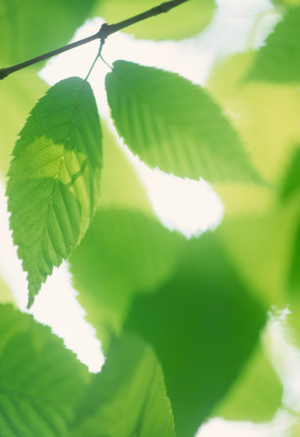 接近新鲜的绿叶图片下载