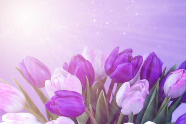 郁金香花图片下载