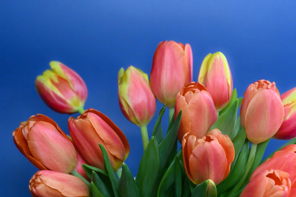 郁金香花图片下载