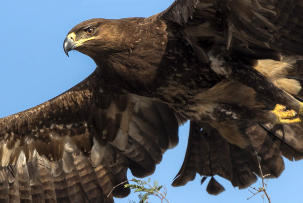 美丽的肖像飞翔的鹰在蓝天，特写的老鹰与喙和翅膀的细节图片下载