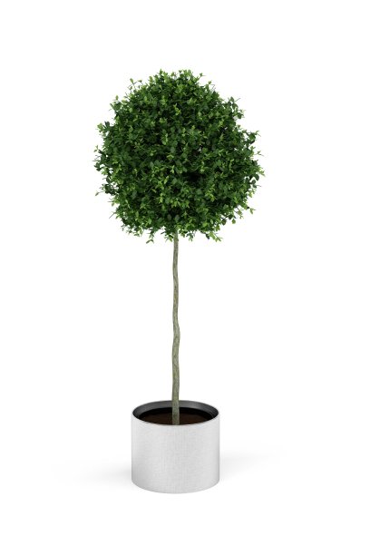 锅里的树图片下载