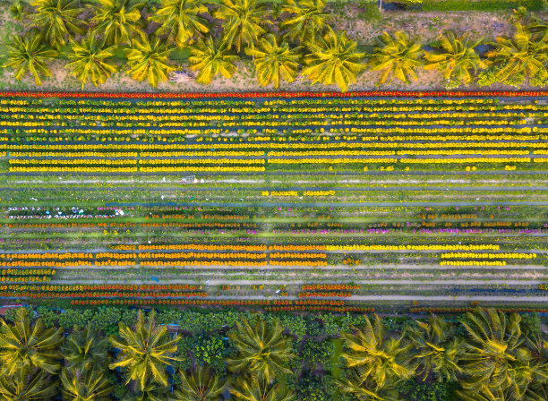 天江省花村鸟瞰图图片下载