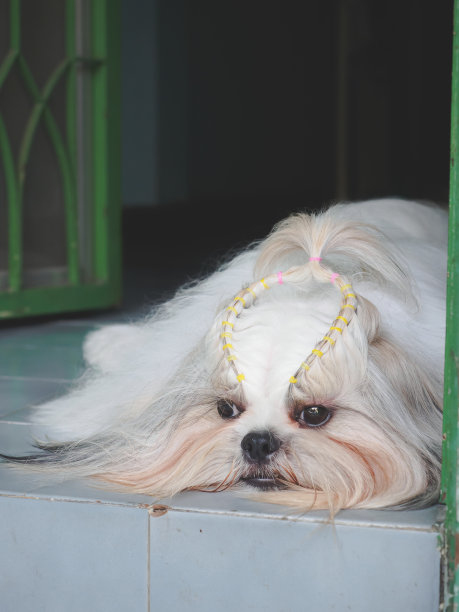 西施狗看起来很伤心，等待他的主人回家。他的脸因担心而绷得很紧。图片下载