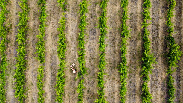 麦克拉伦谷酒庄鸟瞰图。直线图案，匿名妇女和孩子戴着宽边帽坐在葡萄藤之间。图片下载