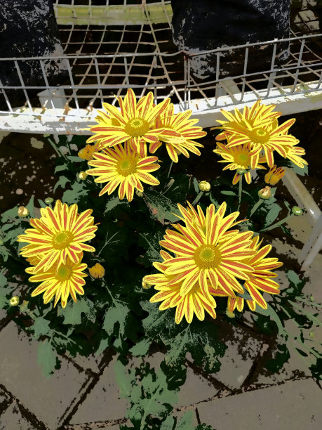 向日葵背景在早晨绽放图片下载