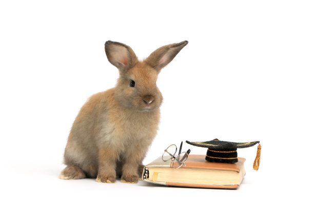棕色的兔子戴眼镜和毕业帽在白底书上，象征知识，学习和学习，可爱可爱的兔子学习和学习成功，宠物学生教育和动物训练的理念图片下载