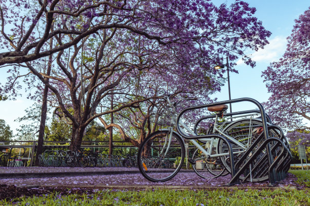 昆士兰大学圣卢西亚校区蓝花楹开花的景象图片下载
