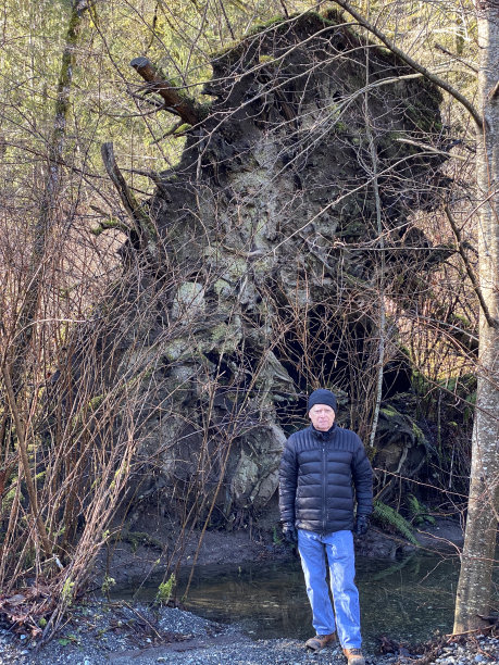 一名男子站在一棵倒下的巨大树根前图片下载