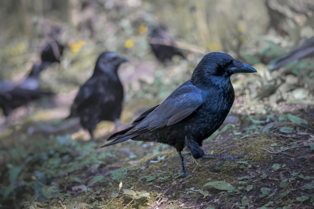 黑乌鸦走路。地上的腐尸乌鸦。乌鸦座corone。图片下载