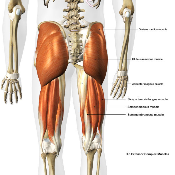 男性髋关节伸肌复合体的文本标记骨骼后视图分离图片下载