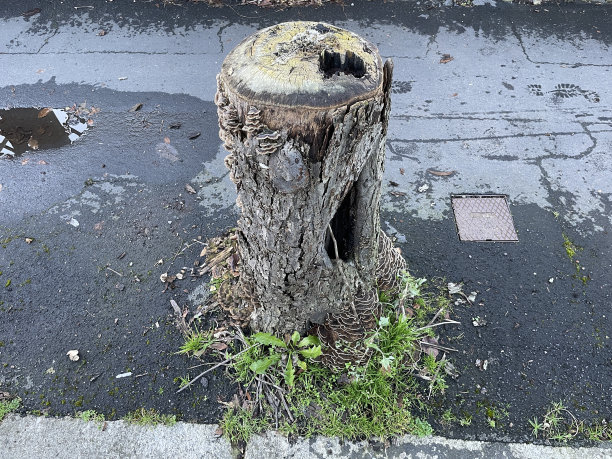 有真菌的老山楂树桩图片下载