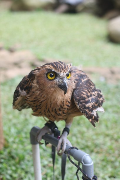 猫头鹰在花园里。图片下载