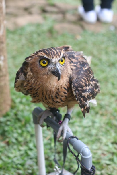 猫头鹰在花园里。图片下载