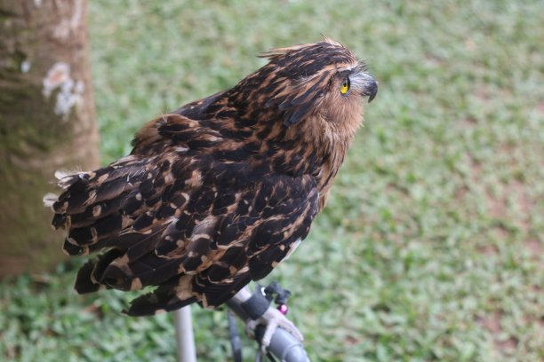 猫头鹰在花园里。图片下载