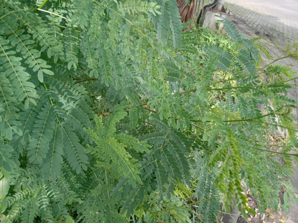 绿色植物的照片，看起来迷人图片下载