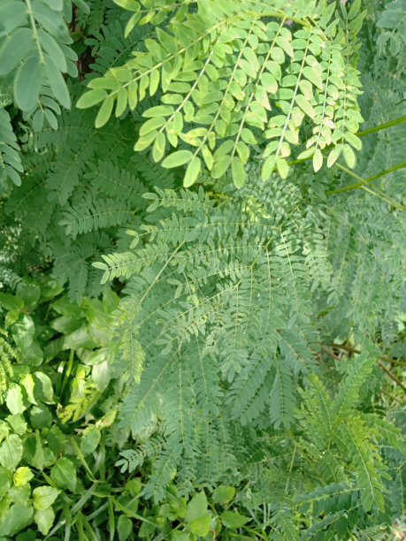 绿色植物的照片，看起来迷人图片下载