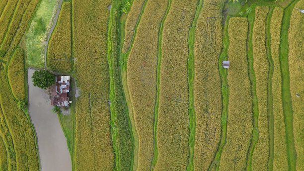 巴厘岛梯田稻田图片下载