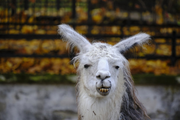 长耳朵的老喇嘛肖像。图片下载