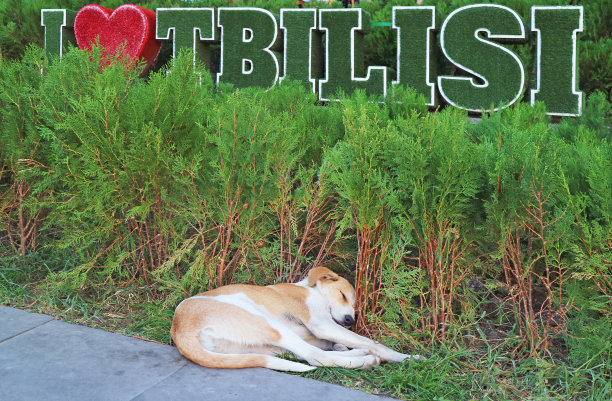 小狗在格鲁吉亚第比利斯市中心的一个公共花园里快乐地睡觉图片下载