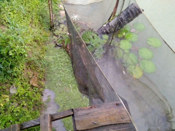 水生植物之美图片下载