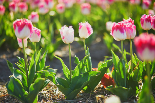 荷兰Zuid-Holland地区盛开的郁金香田的风景图片下载