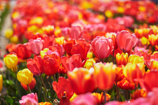 荷兰Zuid-Holland地区盛开的郁金香田的风景图片下载