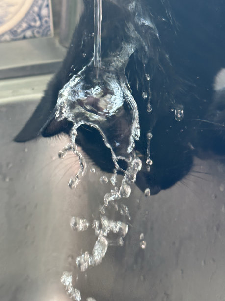 猫玩水图片下载