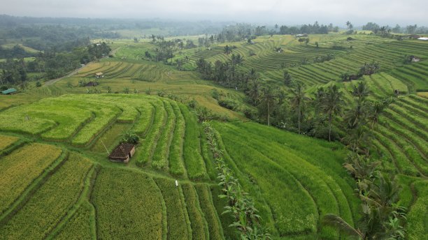 Tegalalang梯田稻田鸟瞰图图片下载