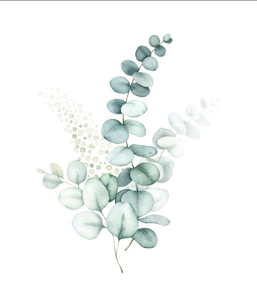 水彩花束与绿色桉树叶。图片下载