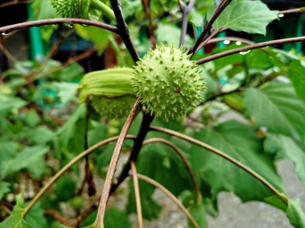 植物紫水晶摄影图片下载