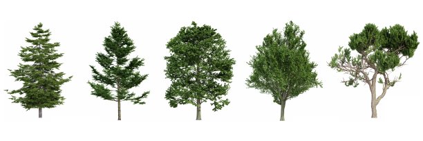 白色背景上孤立的树，3d渲染图片下载