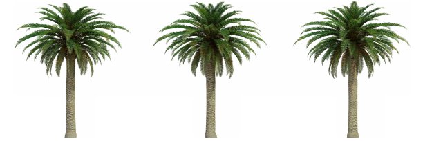 白色背景上孤立的树，3d渲染图片下载