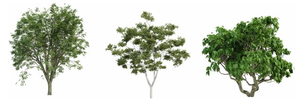 白色背景上孤立的树，3d渲染图片下载