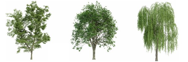 白色背景上孤立的树，3d渲染图片下载