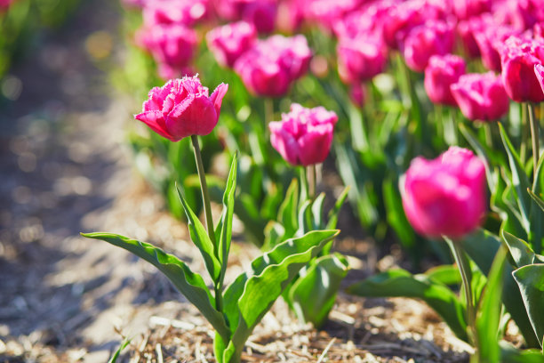 荷兰Zuid-Holland地区盛开的郁金香田的风景图片下载