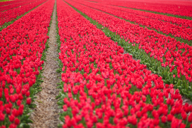 荷兰Zuid-Holland地区盛开的郁金香田的风景图片下载
