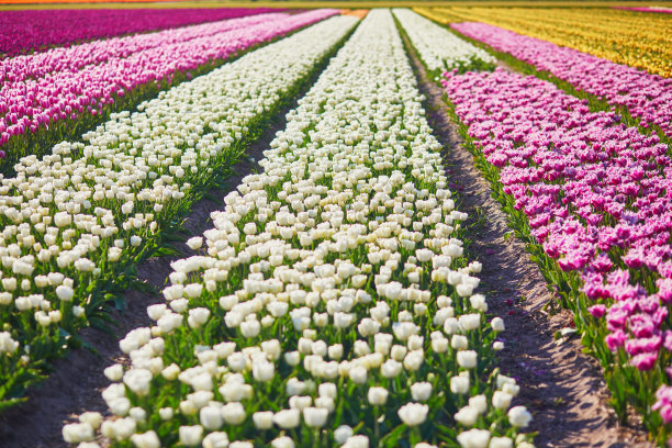荷兰Zuid-Holland地区盛开的郁金香田的风景图片下载