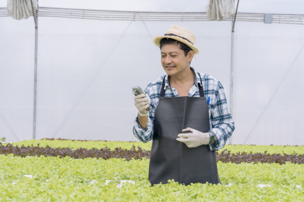 蔬菜种植园里的水培菜农。智能农场水培绿色蔬菜栽培。图片下载