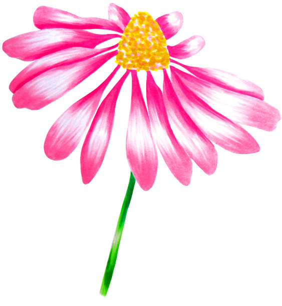 热带雏菊水彩画图片下载