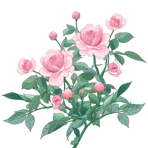 美丽的粉红玫瑰水彩插图图片下载