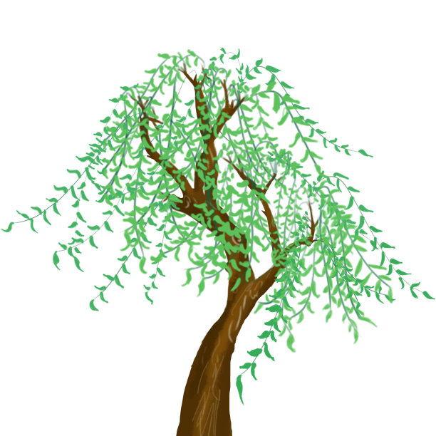 绿柳树水彩插图图片下载