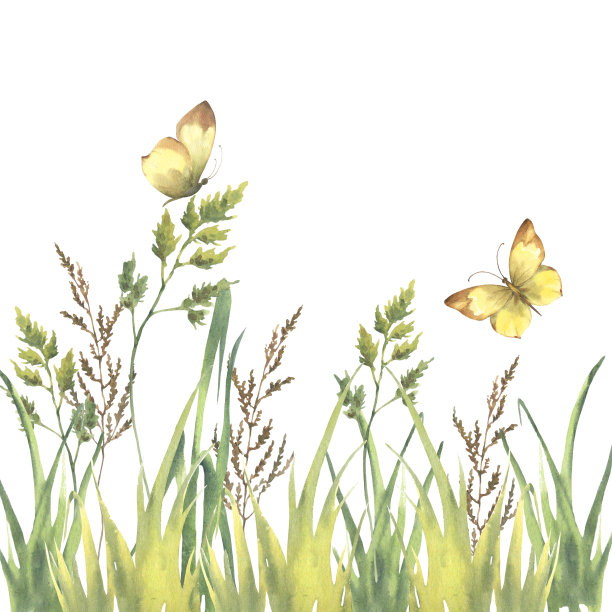 水彩绿草，草本植物和黄色蝴蝶孤立在白色背景。不同种类的田野草，野生草本元素收集，蝴蝶以请为文。图片下载