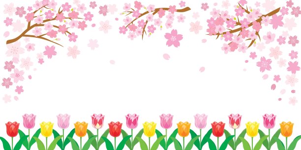 春天樱花背景与郁金香花。图片下载