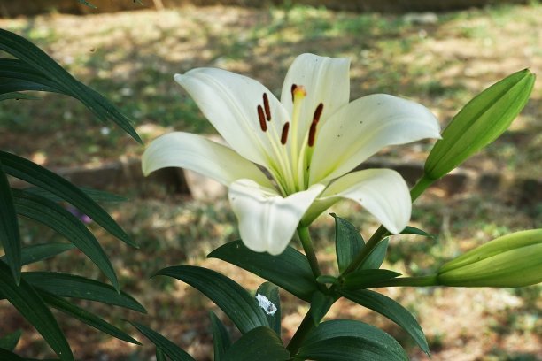 圣安东尼百合(百合)图片下载