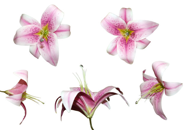 柔和的蔷薇和红中带黄的百合朵朵，花头侧，顶部，角度视图集孤立于白色图片下载